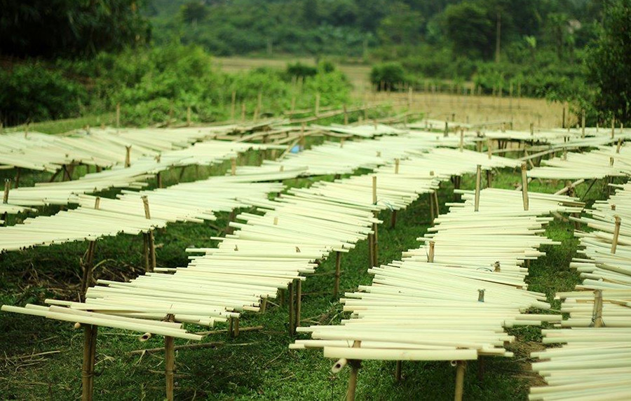 Trocknung Bambus